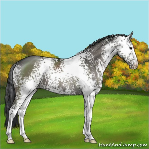 Horse Color:White Spotted Grullo