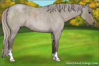 Horse Color:Silver Grullo Roan Sabino 