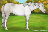 Horse Color:Silver Grullo Roan 