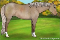 Horse Color:Silver Grullo Roan 