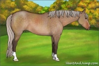 Horse Color:Silver Brown Dun