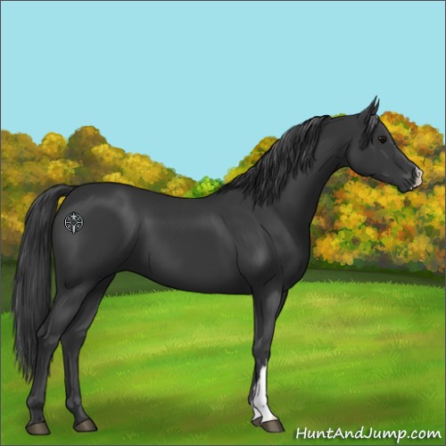 Horse Color:Black 