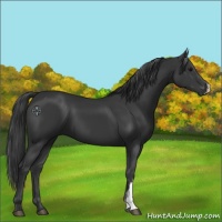Horse Color:Black 
