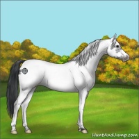 Horse Color:White Spotted Black Frame