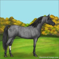 Horse Color:Blue Roan 