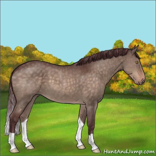 Horse Color:Chocolate Brown Dun 