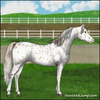 Horse Color:Red Dun Leopard 