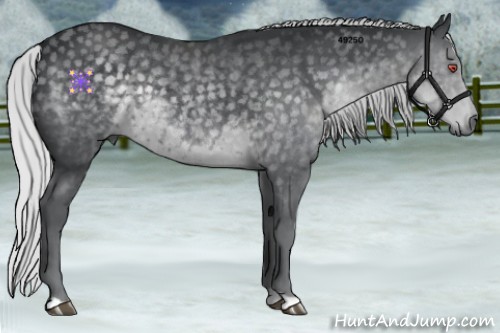 Horse Color:Silver Black Chinchilla 