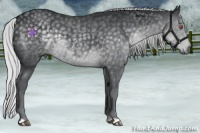 Horse Color:Silver Black Chinchilla 