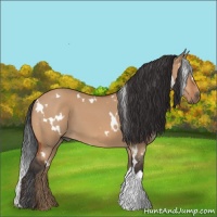 Horse Color:White Spotted Bay Dun 