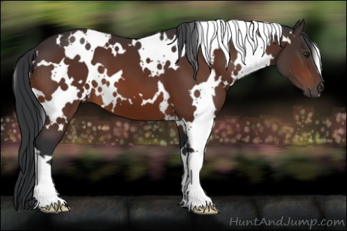 Horse Color:White Spotted Brown 