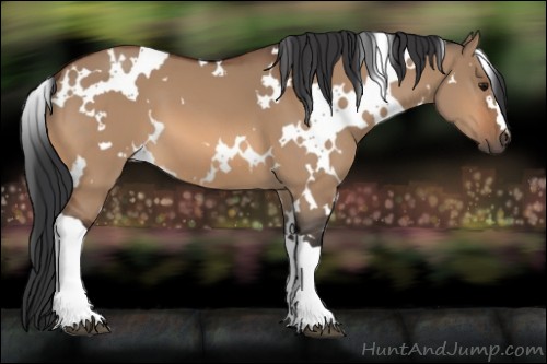 Horse Color:White Spotted Bay Dun