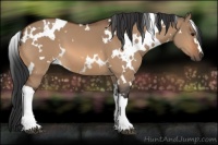 Horse Color:White Spotted Bay Dun 