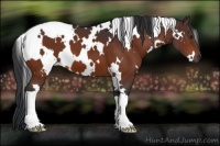 Horse Color:White Spotted Brown 