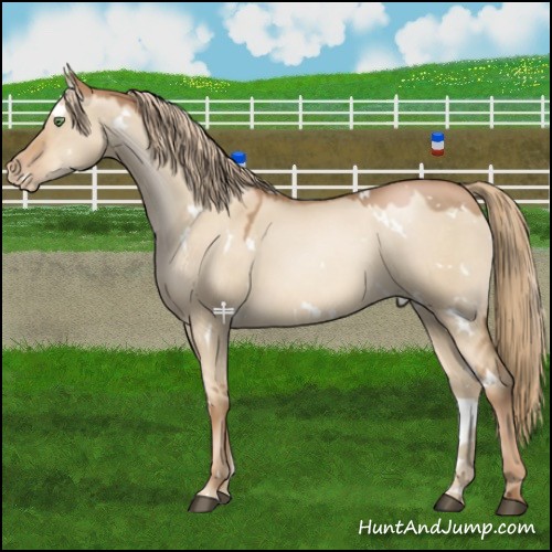 Horse Color:White Spotted Liver Red Dun Pearl 