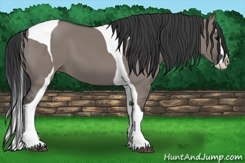 Horse Color:Grullo Splash Tobiano 