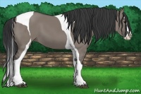 Horse Color:Grullo Splash Tobiano 