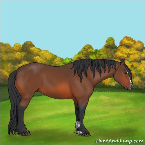 Horse Color:Bay Sabino 