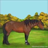 Horse Color:Bay Sabino 