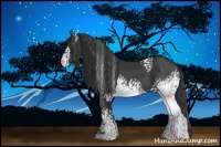 Horse Color:White Spotted Black 