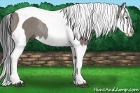 Horse Color:Grullo Splash Tobiano Rabicano