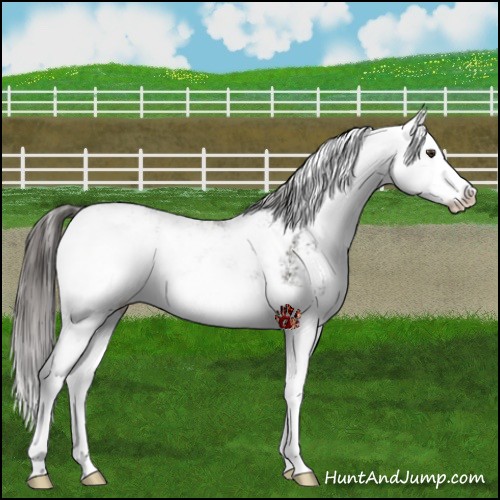 Horse Color:Liver Chestnut Sabino Splash Varnish 