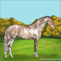 Horse Color:White Spotted Liver Chestnut Pearl Appaloosa 