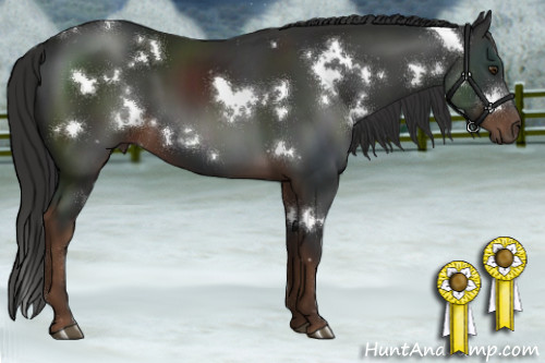 Horse Color:White Spotted Liver Chestnut
