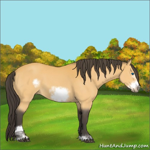 Horse Color:Buckskin Sabino Frame 