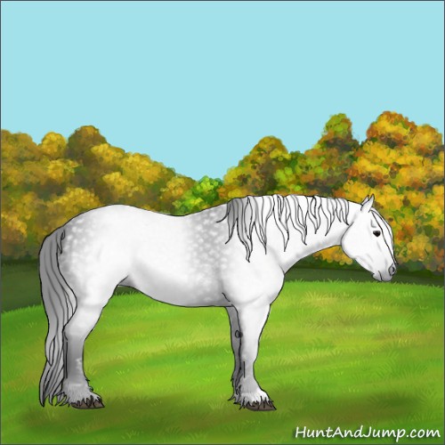 Horse Color:Gray Black 