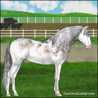 Horse Color:Liver Red Onyx Sabino Splash 