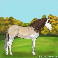 Horse Color:Bay Dun Sabino Splash Appaloosa