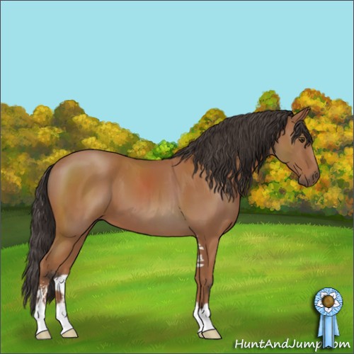 Horse Color:Bay Sabino 