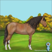 Horse Color:Bay Sabino 