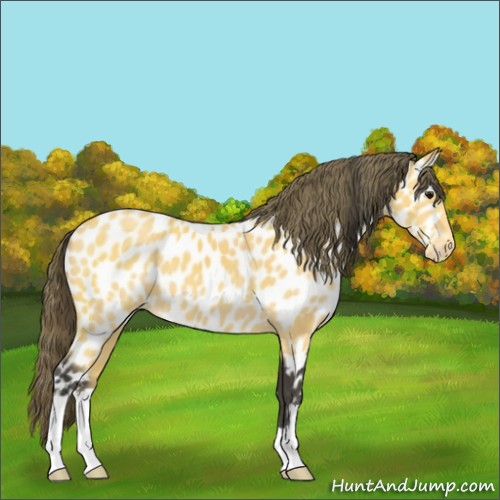 Horse Color:Buckskin Appaloosa 