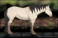 Horse Color:Amber Champagne Dun 