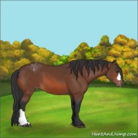 Horse Color:Brown Appaloosa 