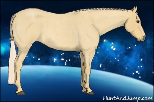 Horse Color:Palomino Roan 