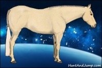 Horse Color:Palomino Roan 