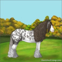 Horse Color:Smoky Blue Roan Splash Near Leopard 