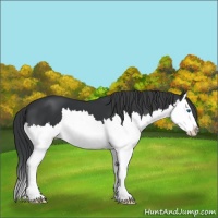 Horse Color:Black Sabino Splash 