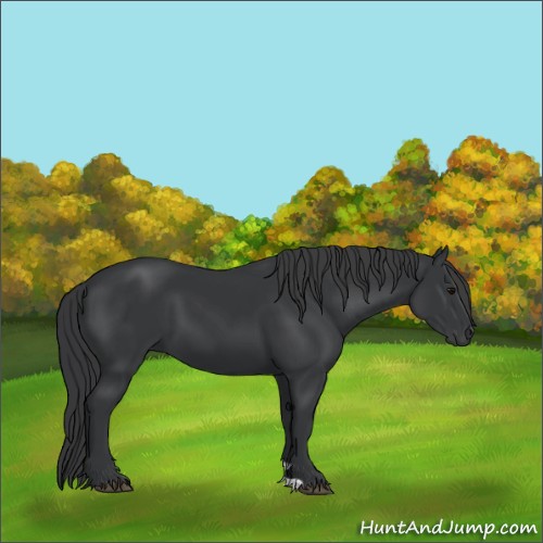 Horse Color:Black 
