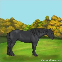 Horse Color:Black 