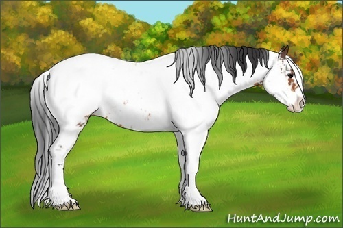 Horse Color:Bay Sabino Appaloosa