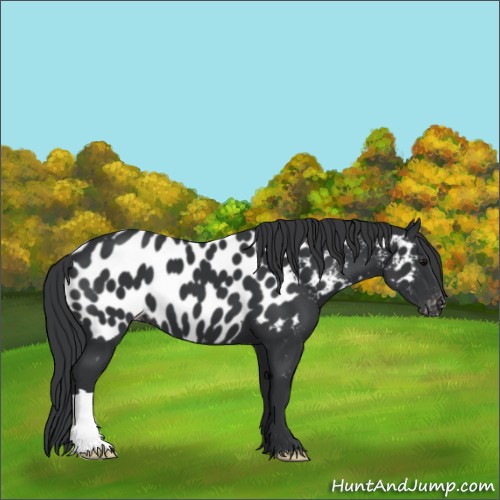 Horse Color:Black Appaloosa 