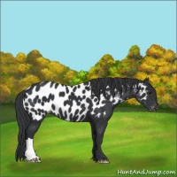 Horse Color:Black Appaloosa 