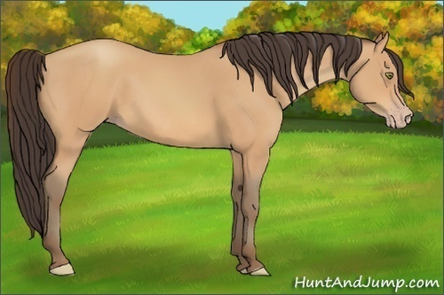 Horse Color:Amber Champagne Rabicano