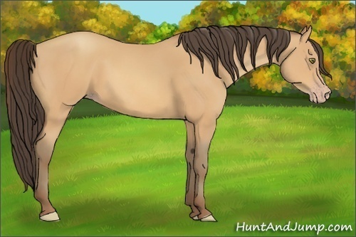 Horse Color:Amber Champagne
