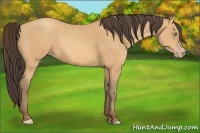 Horse Color:Amber Champagne 