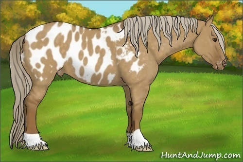 Horse Color:Chocolate Palomino Dun Appaloosa 